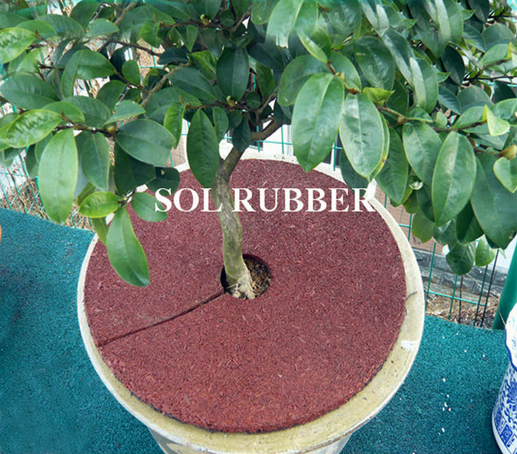 Rubber Tree Ring
